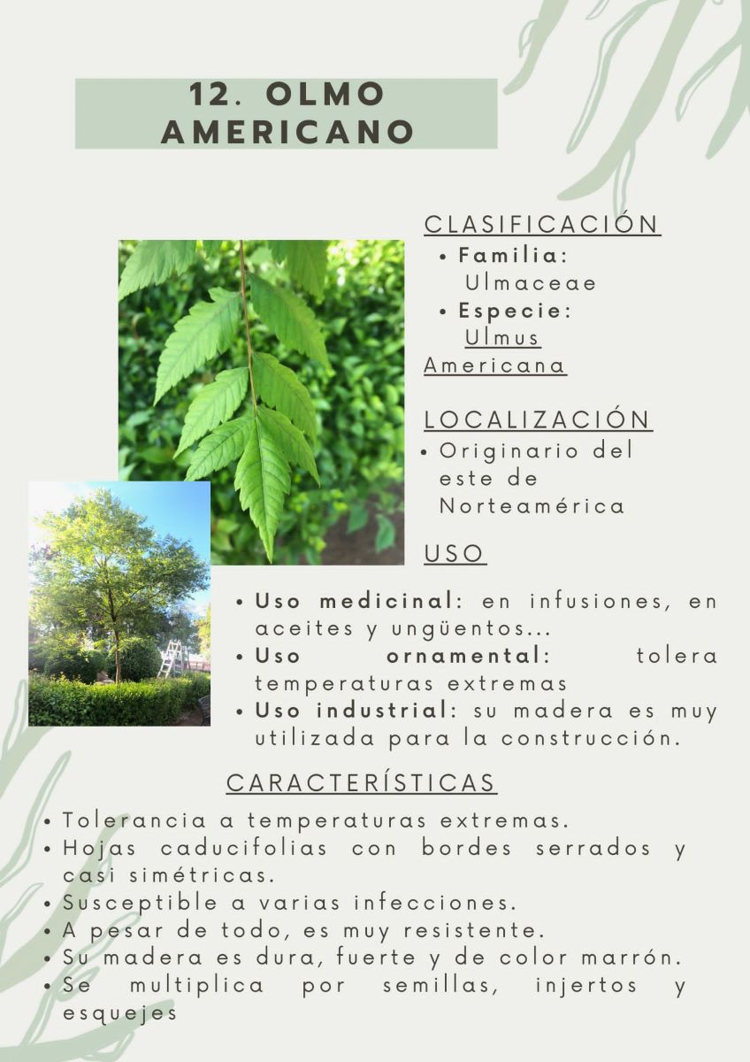 parque-constitucion 10