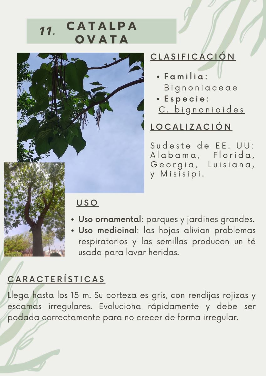 parque-constitucion 11