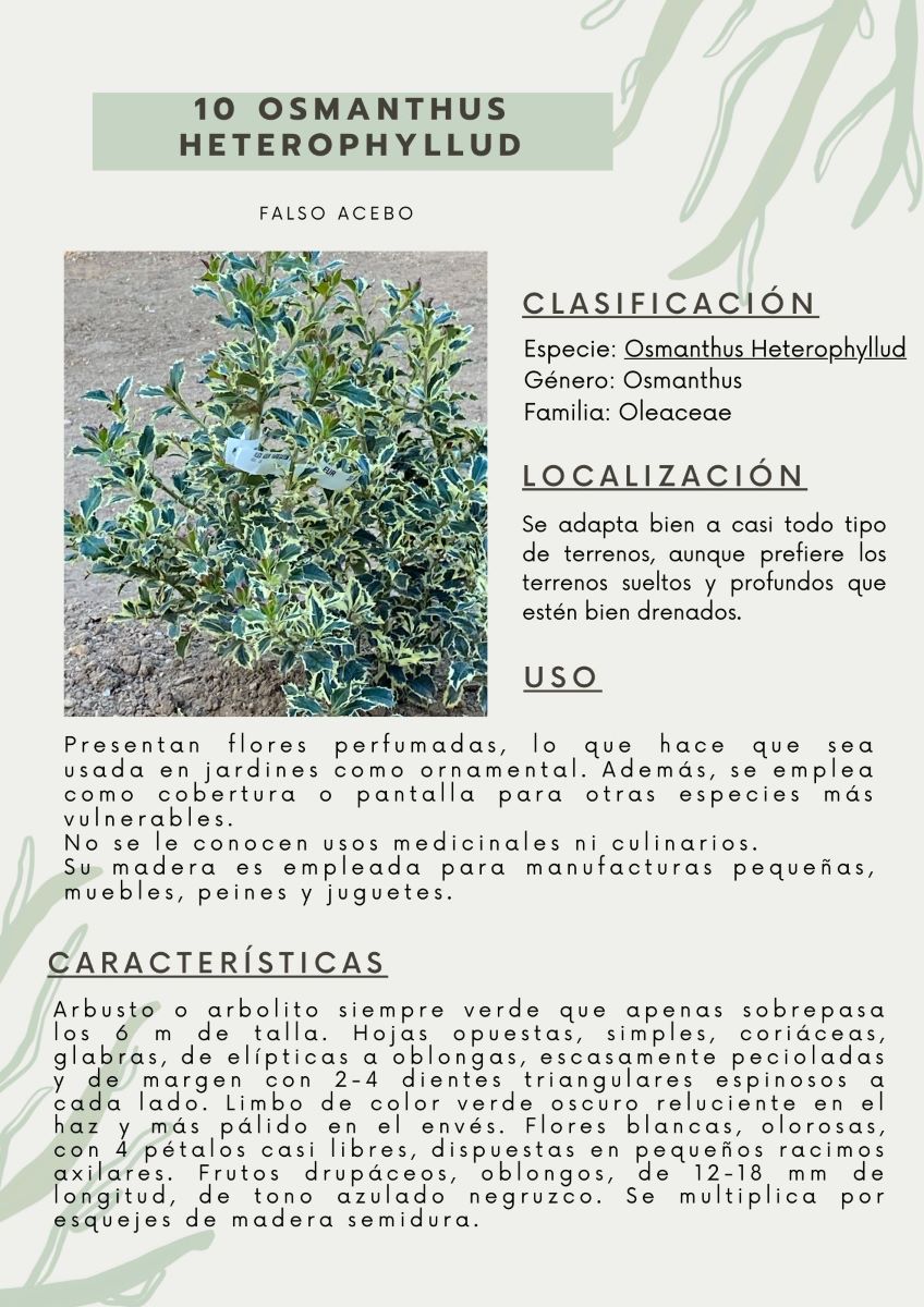 parque-constitucion 12
