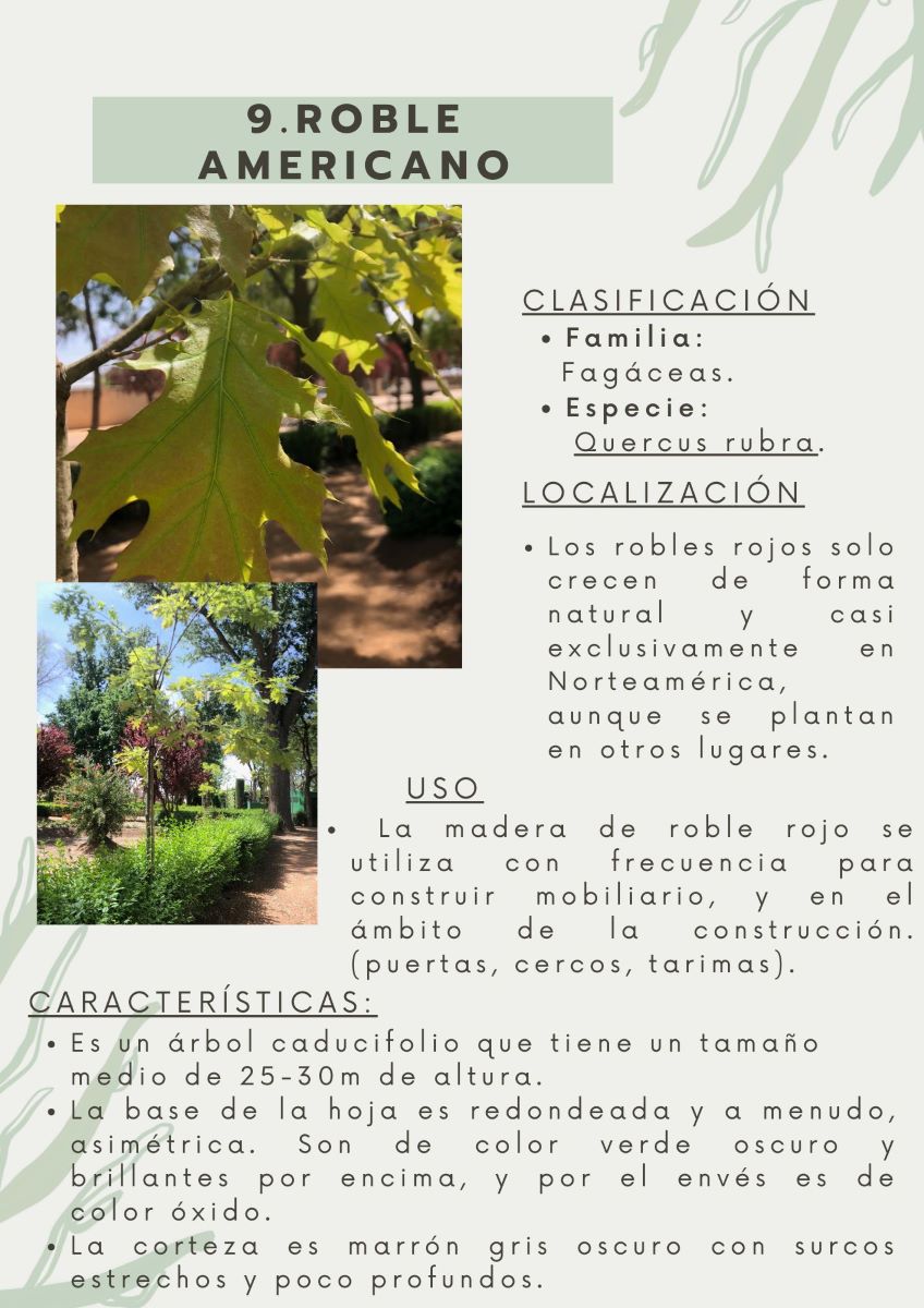 parque-constitucion 13