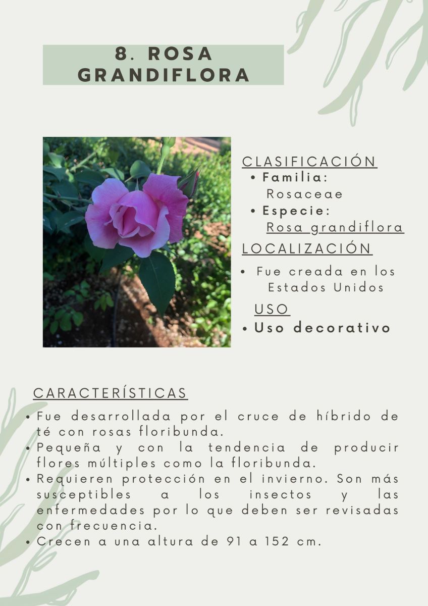 parque-constitucion 14
