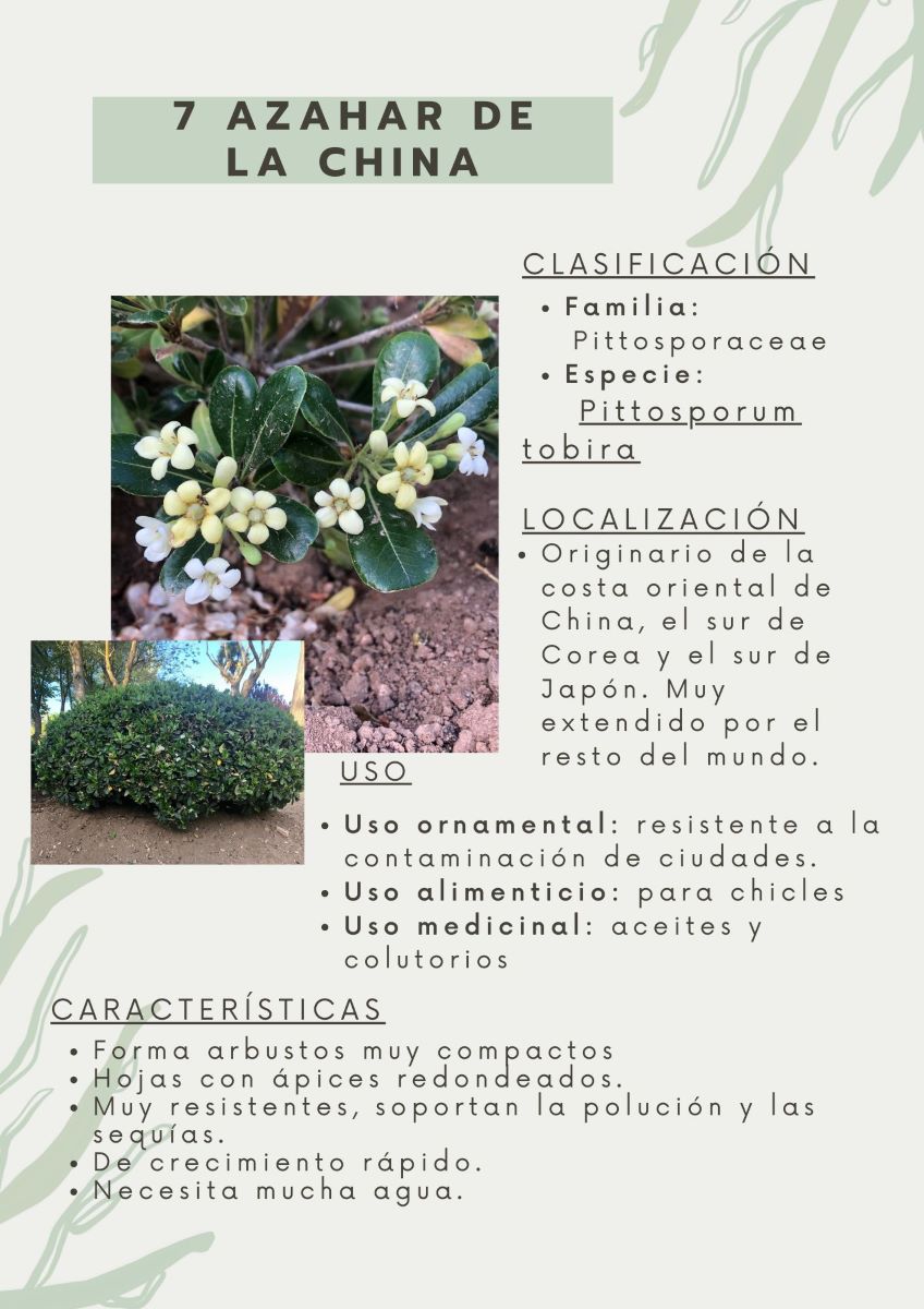 parque-constitucion 15