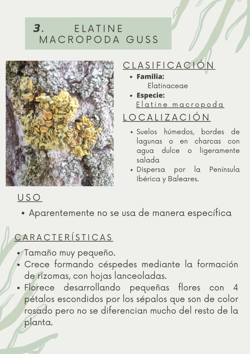 parque-constitucion 19