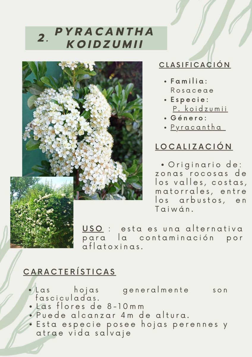 parque-constitucion 20