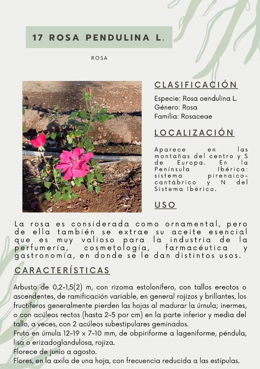 parque-constitucion 5