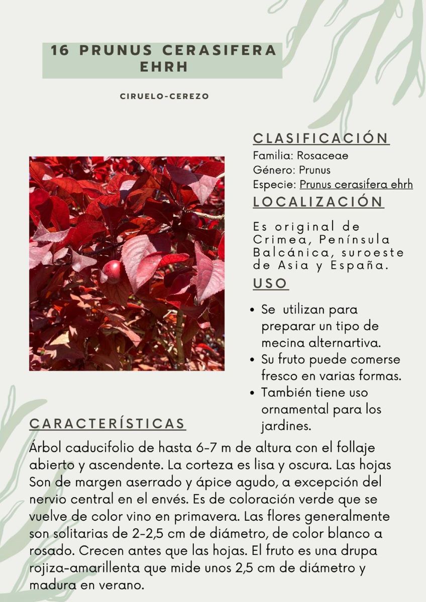 parque-constitucion 6