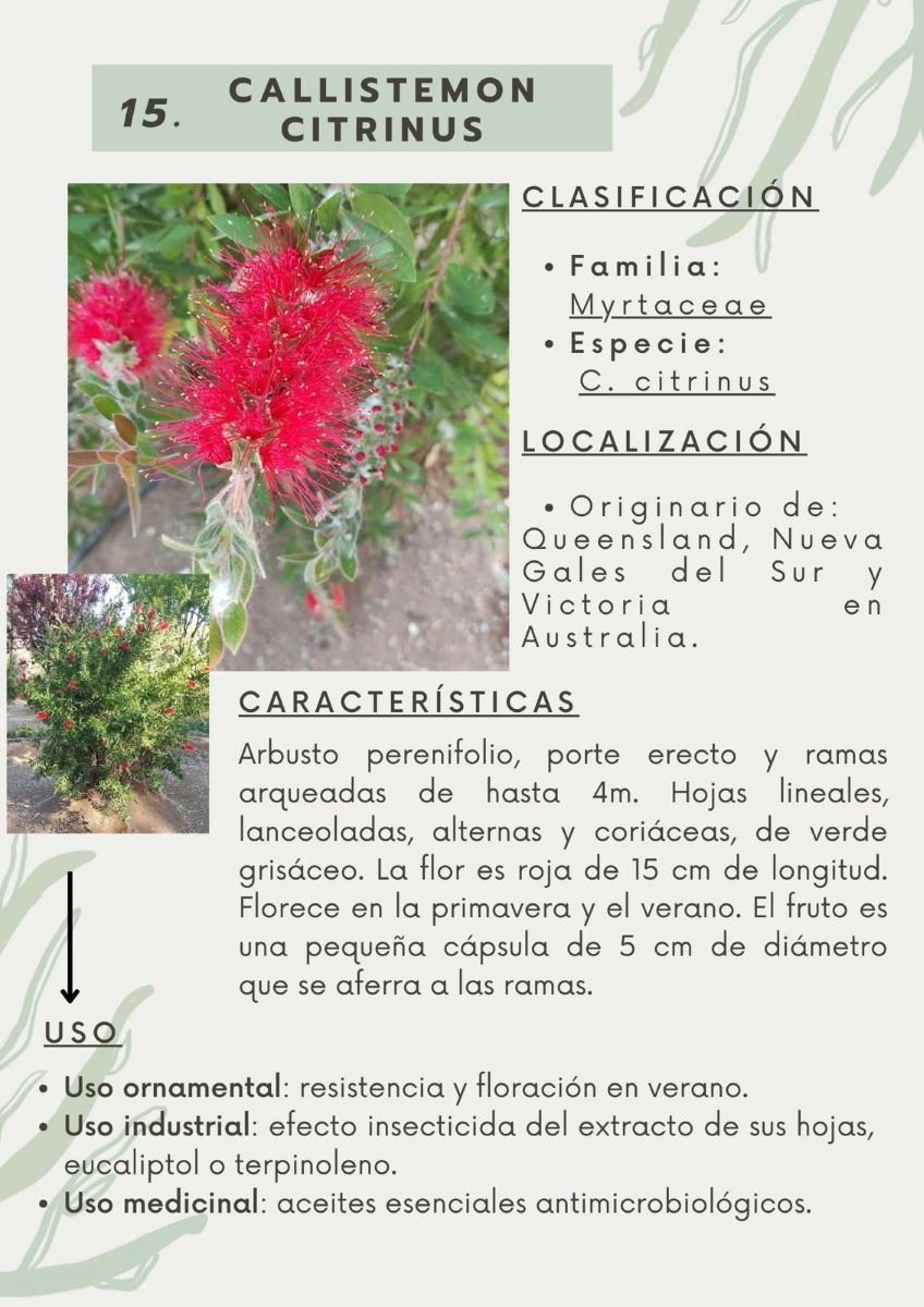 parque-constitucion 7