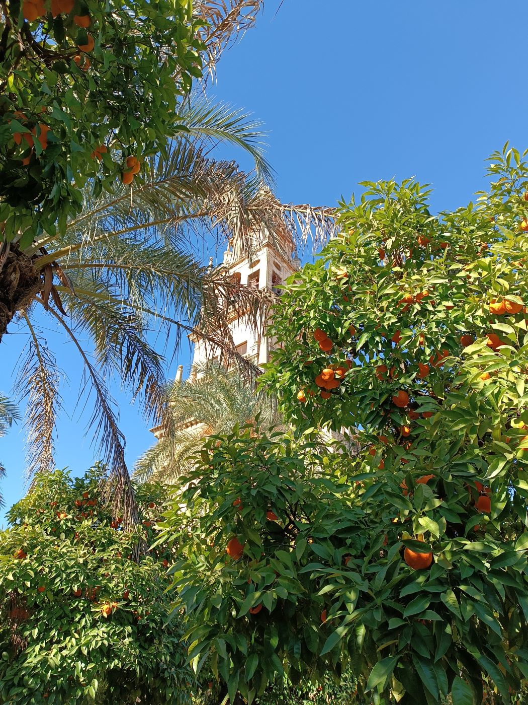 cordoba 4