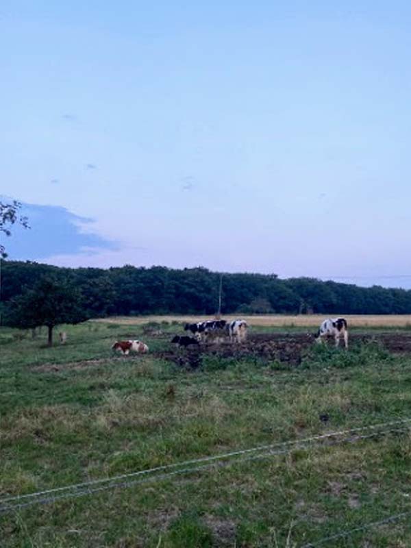 alemania_vacas_atardecer