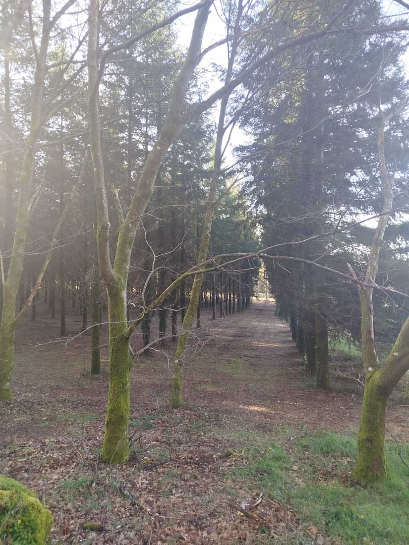 camino-santiago-2025-21